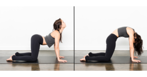 Cat and Cow Stretch