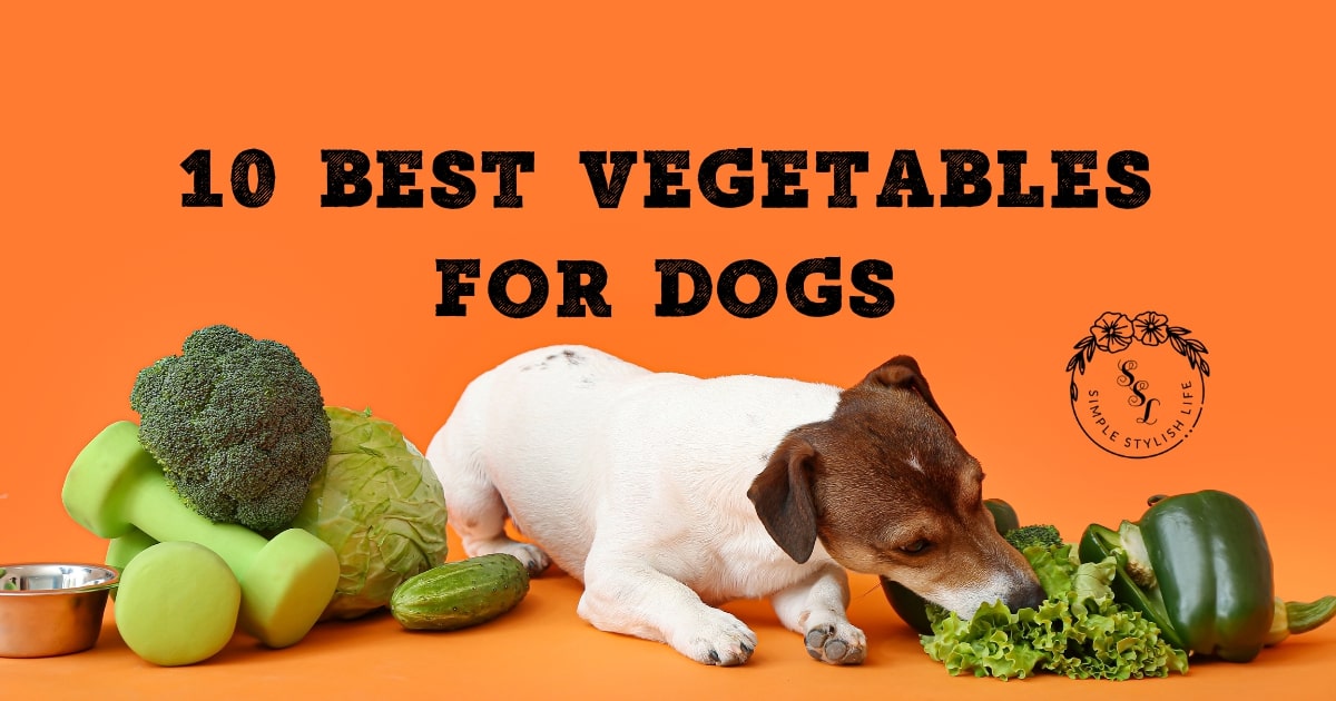 10 Best Vegetables for Dogs Simple Stylish Life